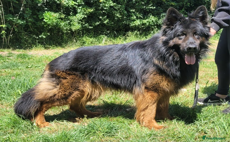 German Shepherd dogs - Advert 1