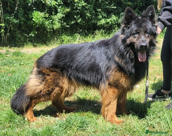 German Shepherd dogs - Advert 9