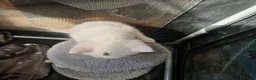 Mixed Breed cats for sale: Beautiful kittens READY TODAY  - Advert 20