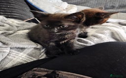 British Shorthair cats for sale: Kittens - Image 6