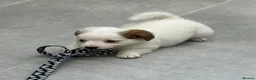 Jack Russell dogs for sale: Traditional mini Jack Russell puppes in Skegness - Advert 9