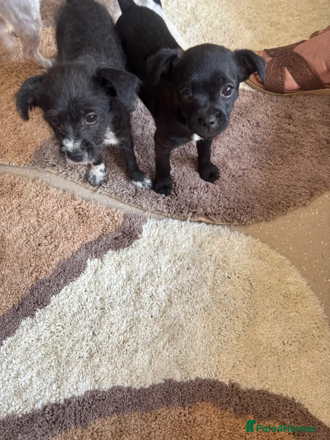 Mixed Breed dogs for sale: 2 female Shih Tzu x Jack Russell - Advert 2