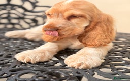 Cocker Spaniel dogs for sale: Show type cocker spaniels 🐶 ready now 🐶 - Image 11