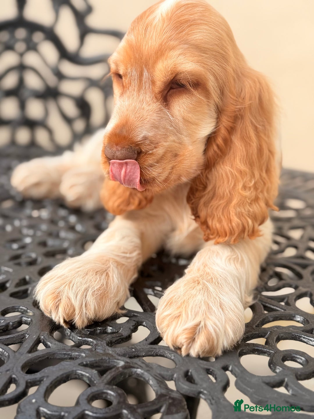 Cocker Spaniel dogs for sale: Show type cocker spaniels 🐶 ready now 🐶 - Image 11