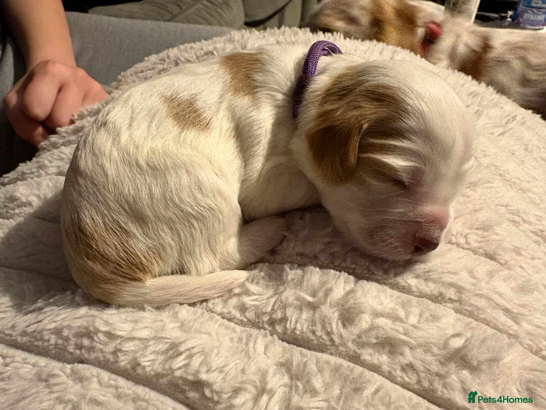 Cocker Spaniel dogs for sale: Cocker spaniel puppies  in Rotherham - Advert 13