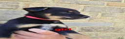 Mixed Breed dogs for sale: Australian Kelpie x Australian cattle dog puppies - Advert 5