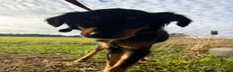 Mixed Breed dogs for adoption: Frank - Norwich norfolk - Advert 7