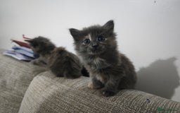 Nebelung cats for sale: Kittens  - Image 2