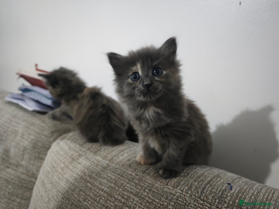 Nebelung cats for sale: Kittens  - Image 2