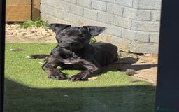 Mixed Breed dogs for sale: Hazel - Image 7