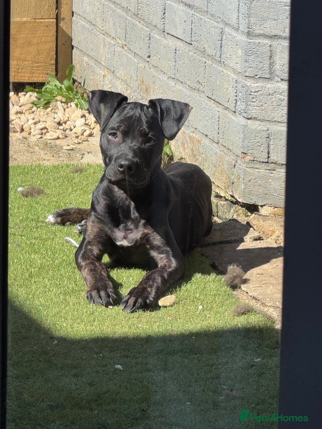 Mixed Breed dogs for sale: Hazel - Image 7