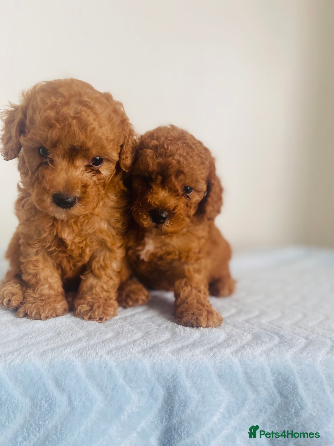 Maltipoo dogs for sale: 🐾 F1BB Maltipoo Puppies  - Image 6
