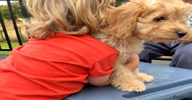 Cockapoo dogs in Treharris - Advert 11