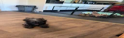 Cairn Terrier dogs for sale: Sweetest Little KC Reg Cairn Terrier Puppies.  - Advert 28