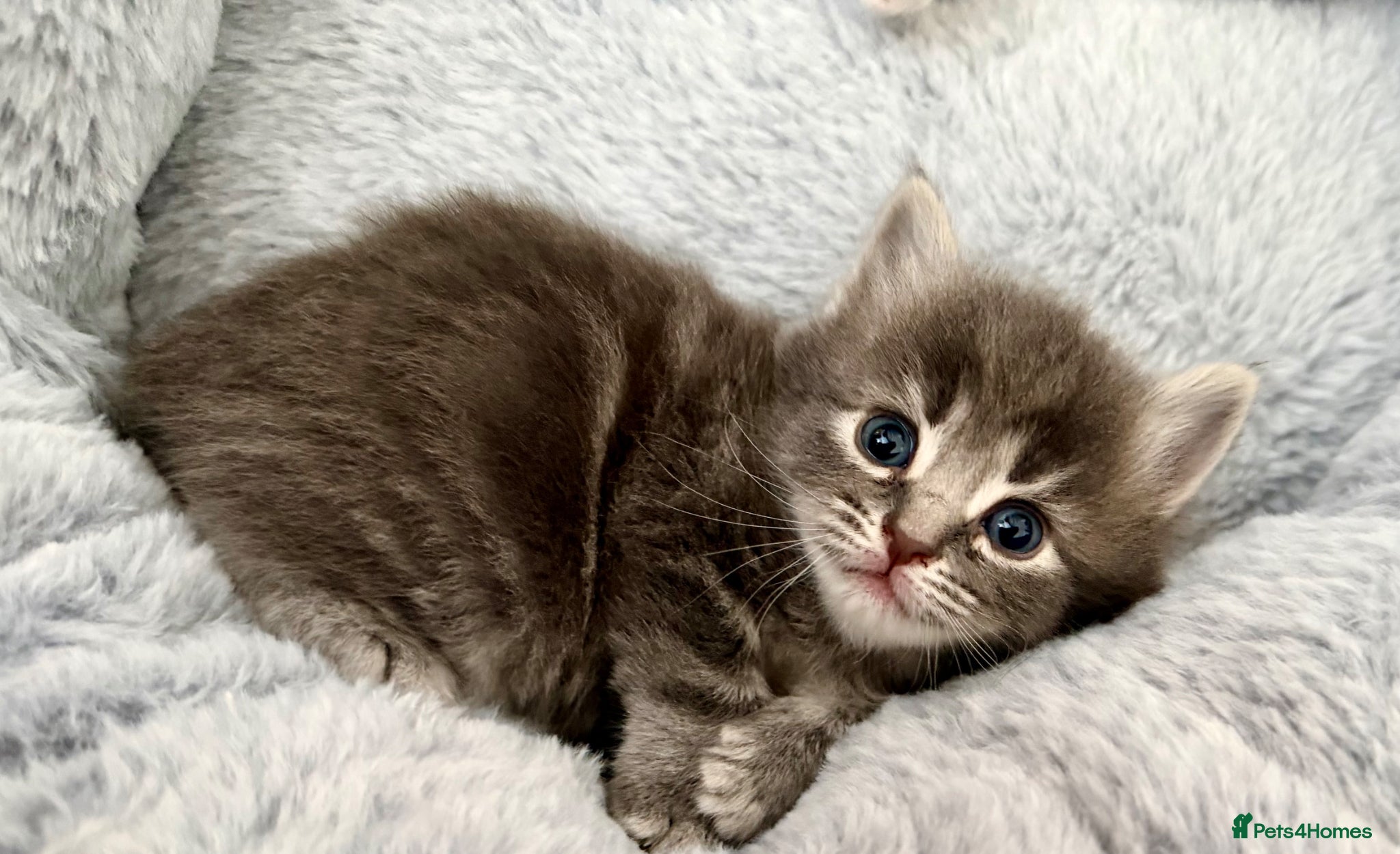 Mixed Breed cats for sale: Gorgeous, lovely Tabby kittens looking for home💕 - Advert 23