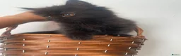 Mixed Breed cats for sale:  Persian kittens for sale  - Advert 13