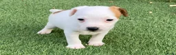 Jack Russell dogs for sale: Beautiful Jack Russell puppies  - Advert 8