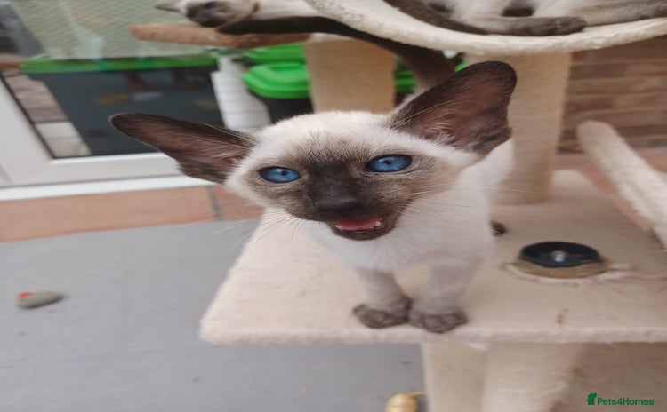 Siamese cats - Advert 2