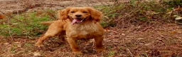 Cockapoo dogs for sale: Beautiful cockapoo puppies 🐾 - Advert 7