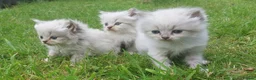 Siberian cats for sale: Exceptional TICA Pedigree Siberian kittens - Advert 8