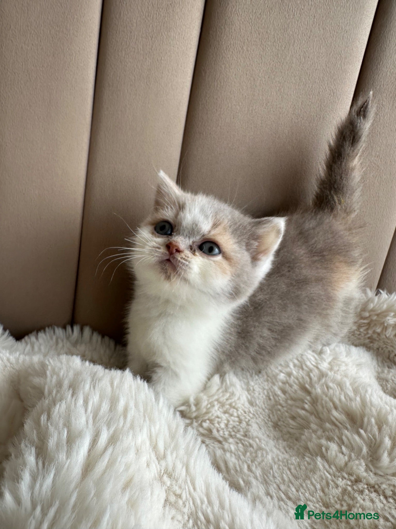 British Shorthair cats 🐻 Registered British Shorthair Kittens 🐻 - Advert 9