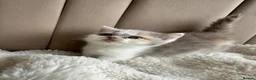 British Shorthair cats for sale: 🐻 Registered British Shorthair Kittens 🐻 - Advert 11