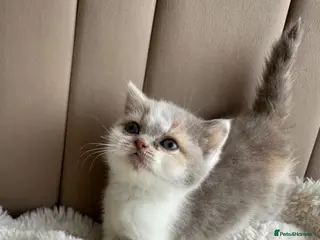 British Shorthair cats 🐻 Registered British Shorthair Kittens 🐻 - Advert 1