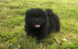 Chow Chow dogs for sale: Exotic colour chowsky puppies for sale  - Image 10