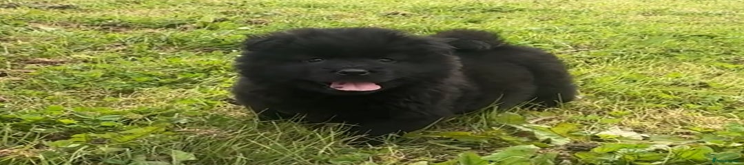 Puppy 6