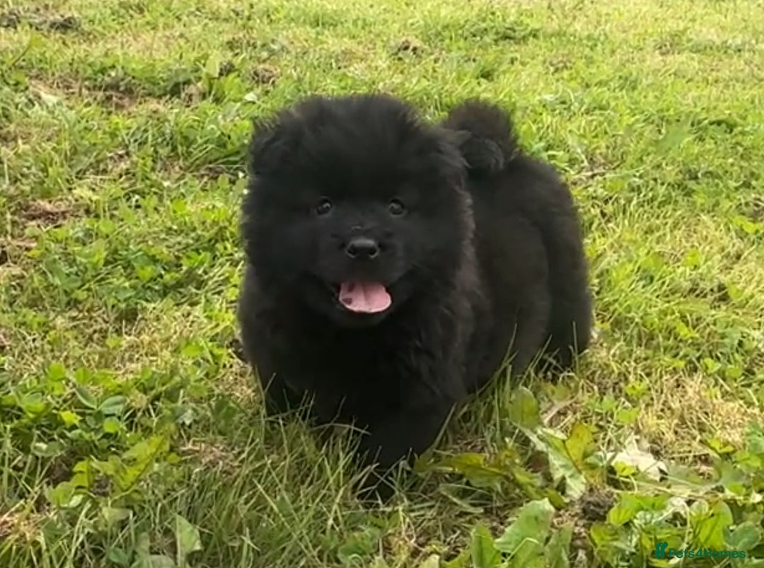 Chow Chow dogs for sale: Exotic colour chowsky puppies for sale  - Image 10
