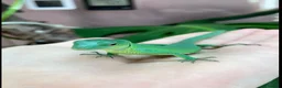 Lizard reptiles for sale: Green Keel-Bellied Lizard (Gastropholis prasina) in Bracknell - Advert 2