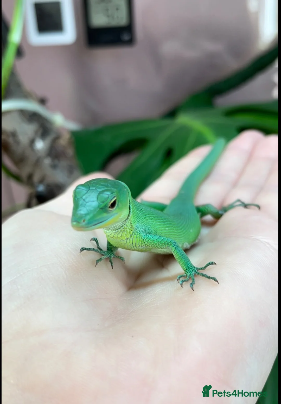 Lizard reptiles for sale: Green Keel-Bellied Lizard (Gastropholis prasina) in Bracknell - Advert 2
