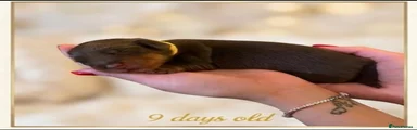 Miniature Dachshund 1 - Rolo