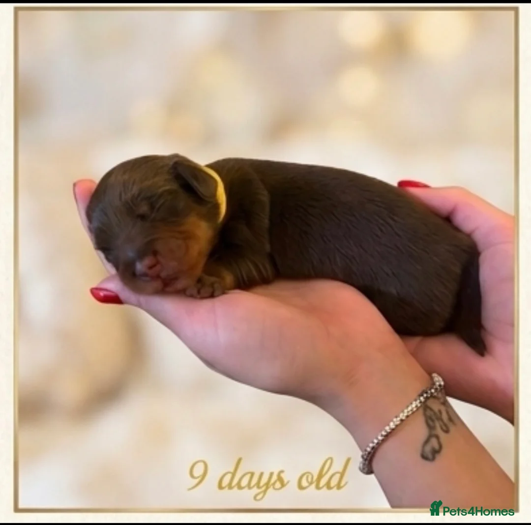 Miniature Dachshund dogs for sale: Stunning 5 ⭐️ long-haired miniature dachshunds - Advert 16