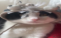 British Shorthair cats for sale: Male cat  - Image 4