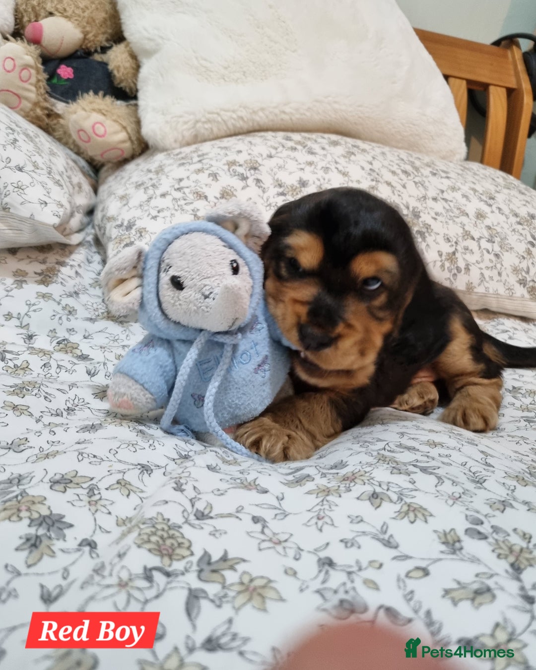 Cocker Spaniel dogs for sale: 🐾 Beautiful Show Cocker Spaniel Puppys - Image 9