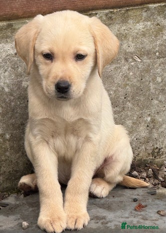 Labrador Retriever dogs - Advert 11