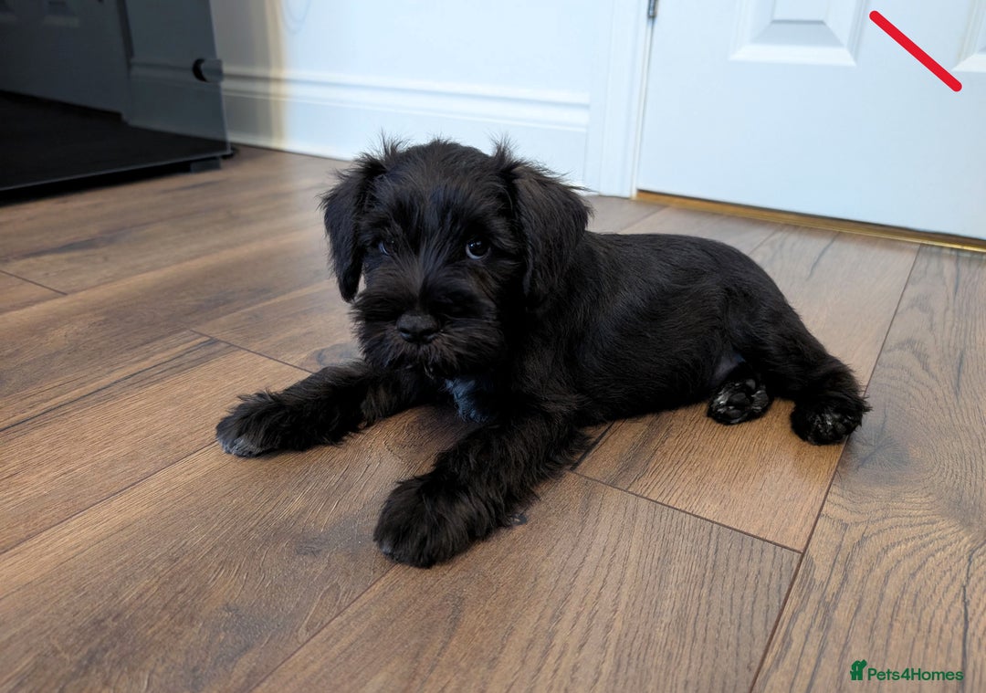 Miniature Schnauzer dogs for sale: Quality Mini Schnauzers - Image 4