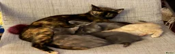 Mixed Breed cats for sale: Beautiful, lively kittens available  - Advert 1