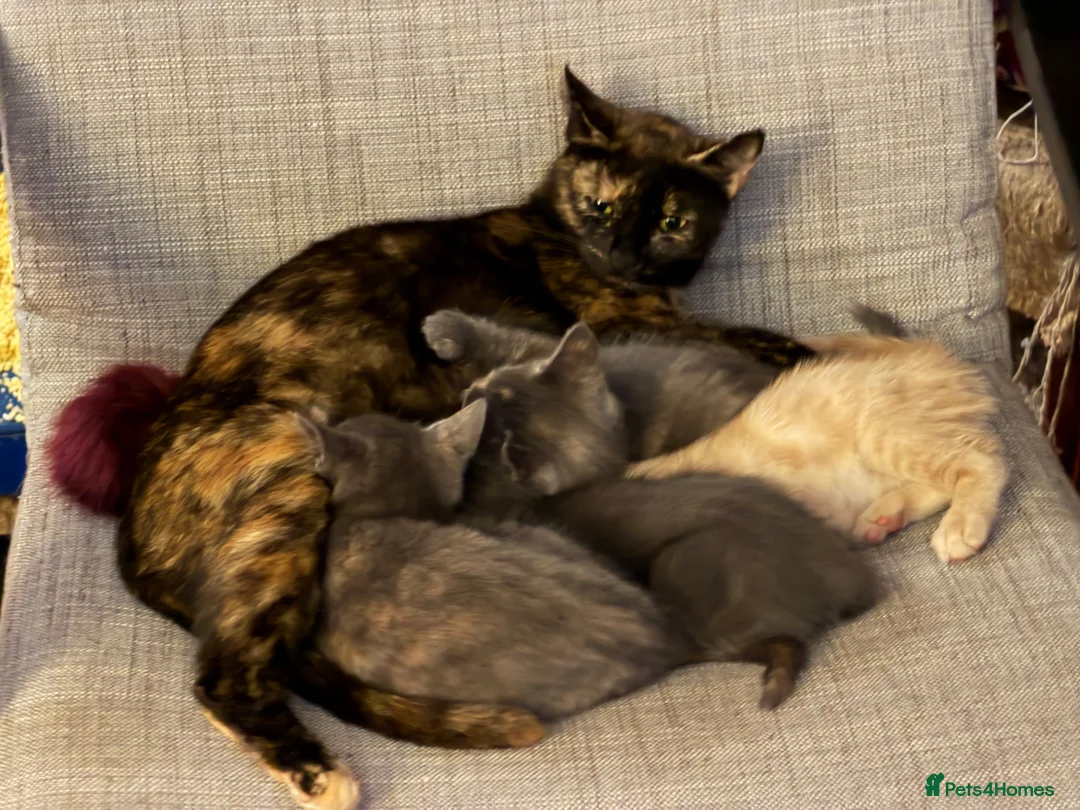 Mixed Breed cats for sale: Beautiful, lively kittens available  - Advert 1