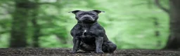 Staffordshire Bull Terrier dogs for stud: Mr Charming Teddy  - Advert 3