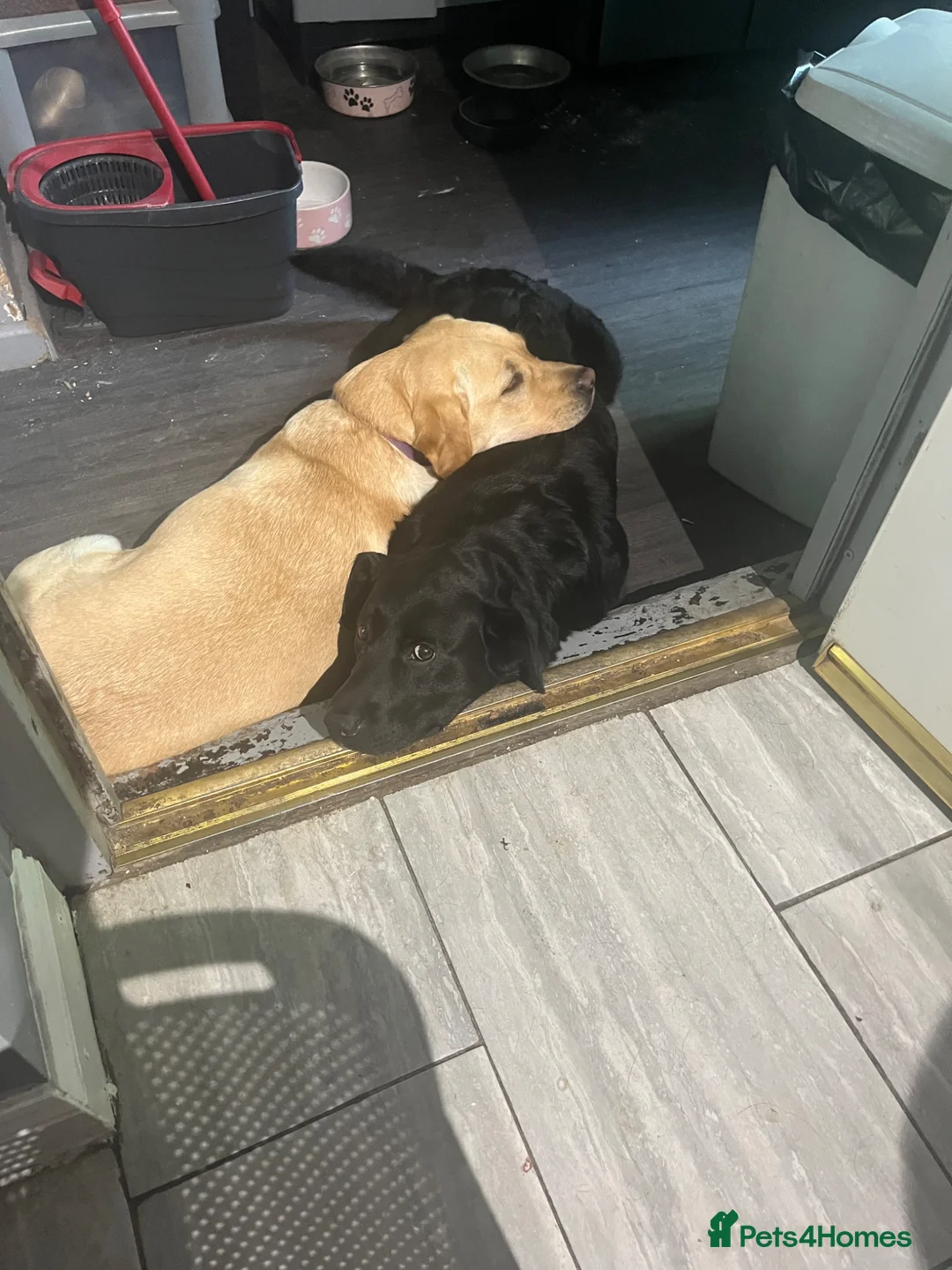 Labrador Retriever dogs for sale: 2 adult Labrador for rehoming in Guildford - Advert 3