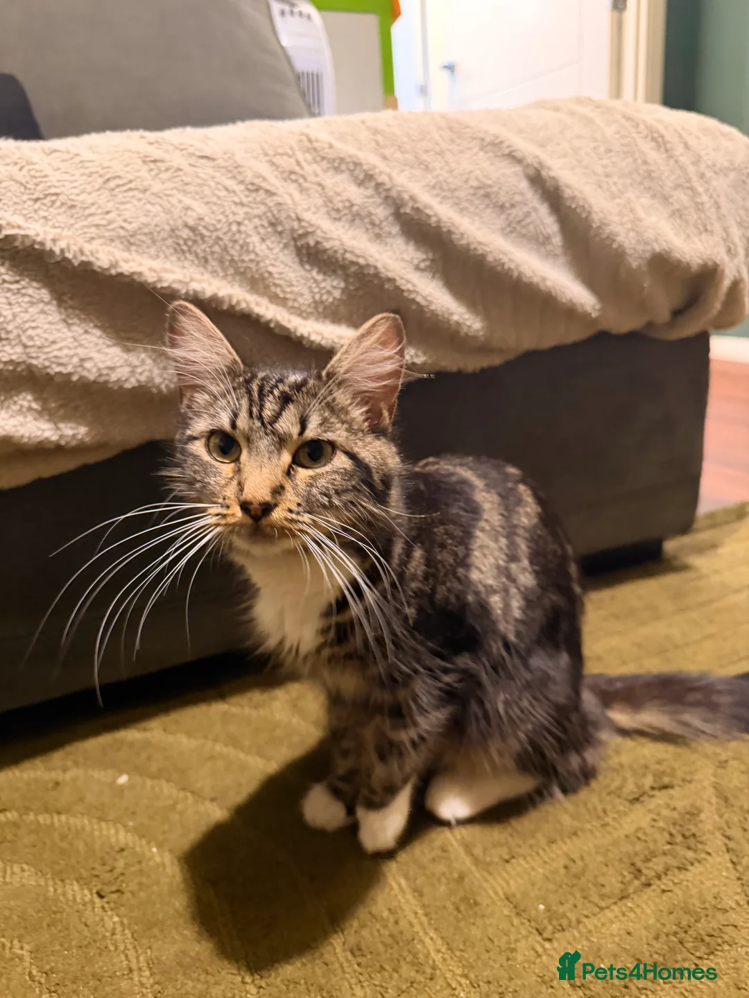 Domestic Shorthair cats for sale: 🐾 Gorgeous Black Shorthair Boy Kittens 🐾 - Advert 2