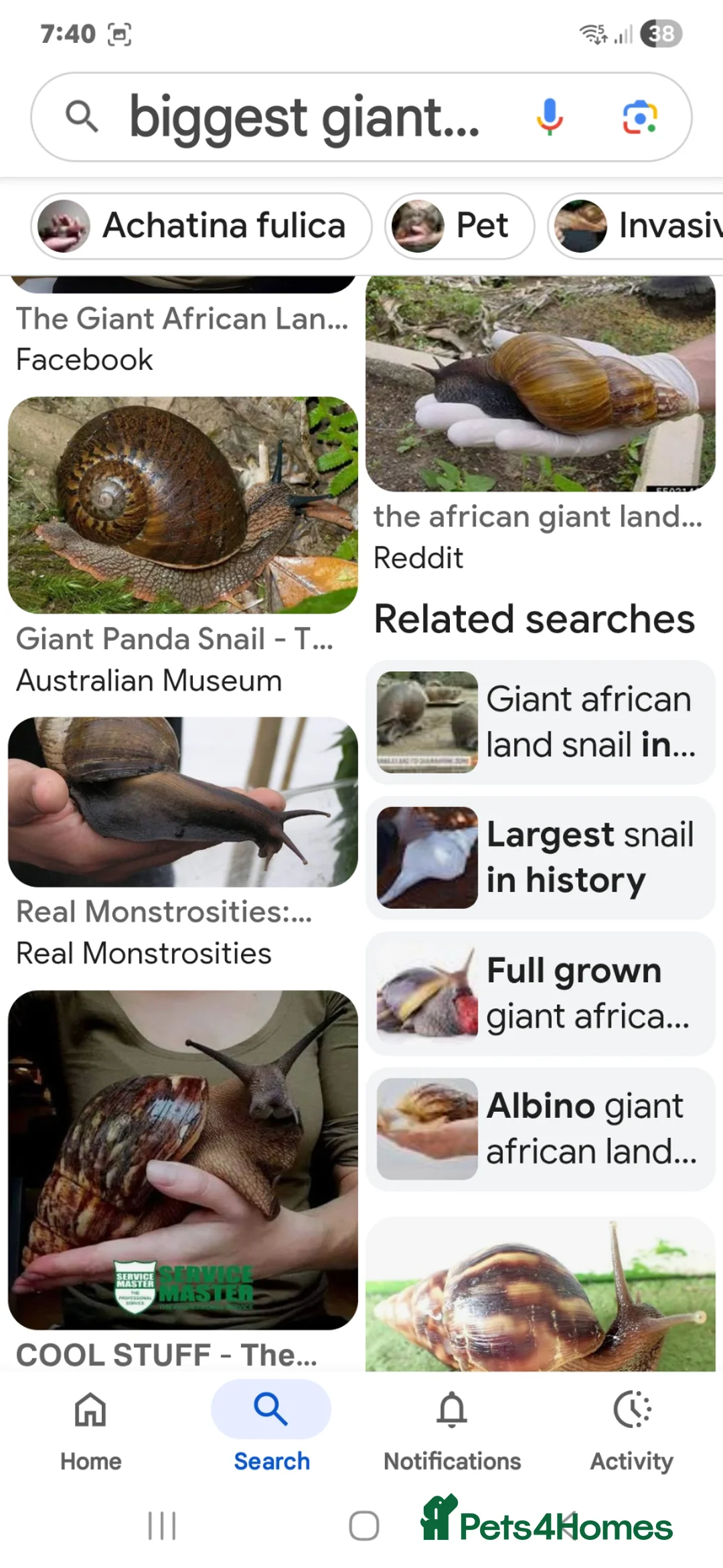Snails invertebrates for sale: WANTING SLUGS SNAILS COCKROACHES  - Advert 2