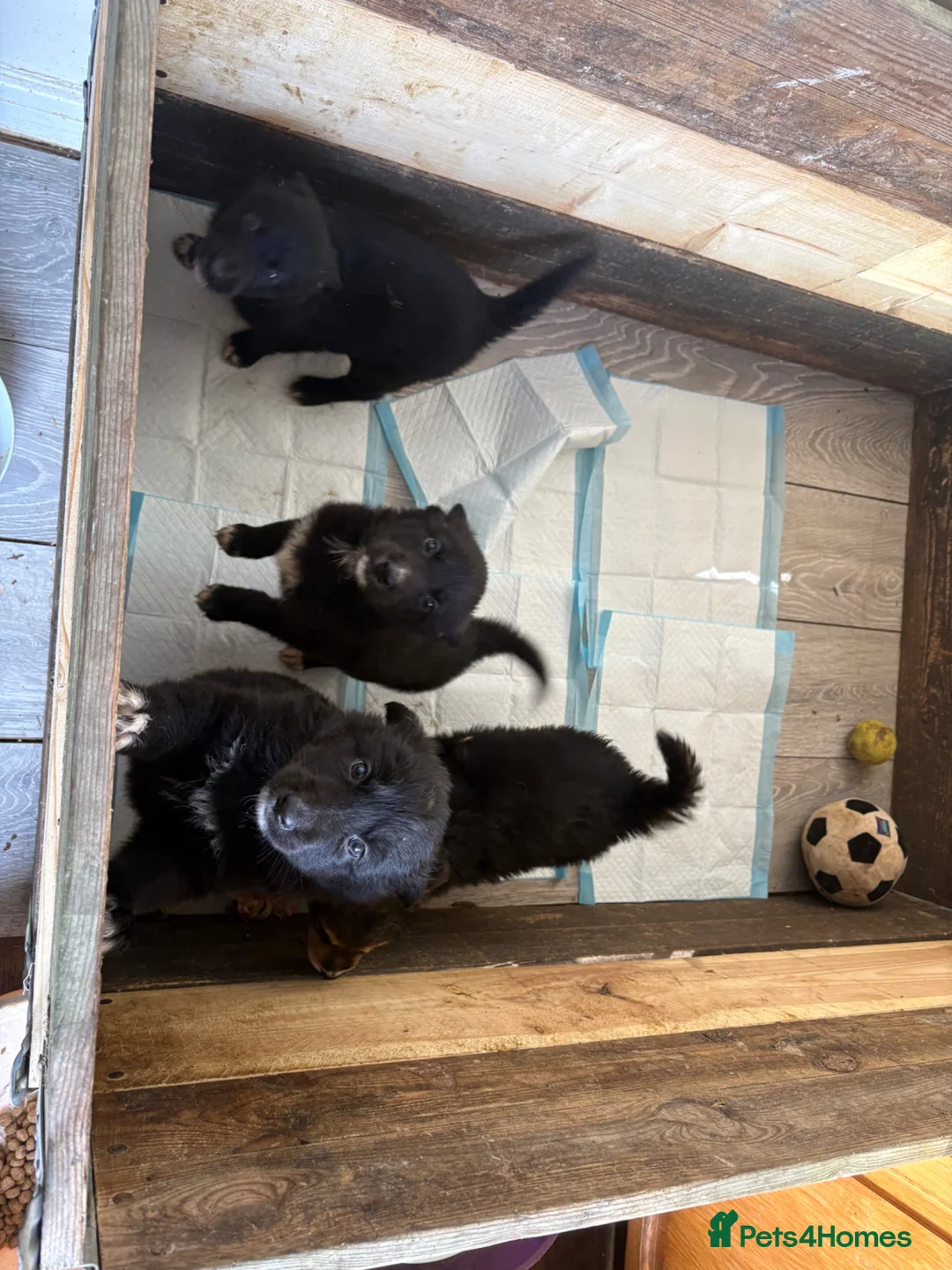 Mixed Breed dogs for sale: X3 border collie x German Shepard  - Advert 2