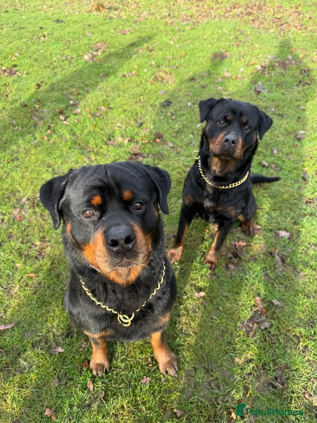 Rottweiler dogs for sale: Purebred Rottweiler bitch pup - Advert 2