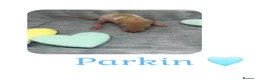 Rat rodents for sale: Baby Dumbo Rats  - Advert 6