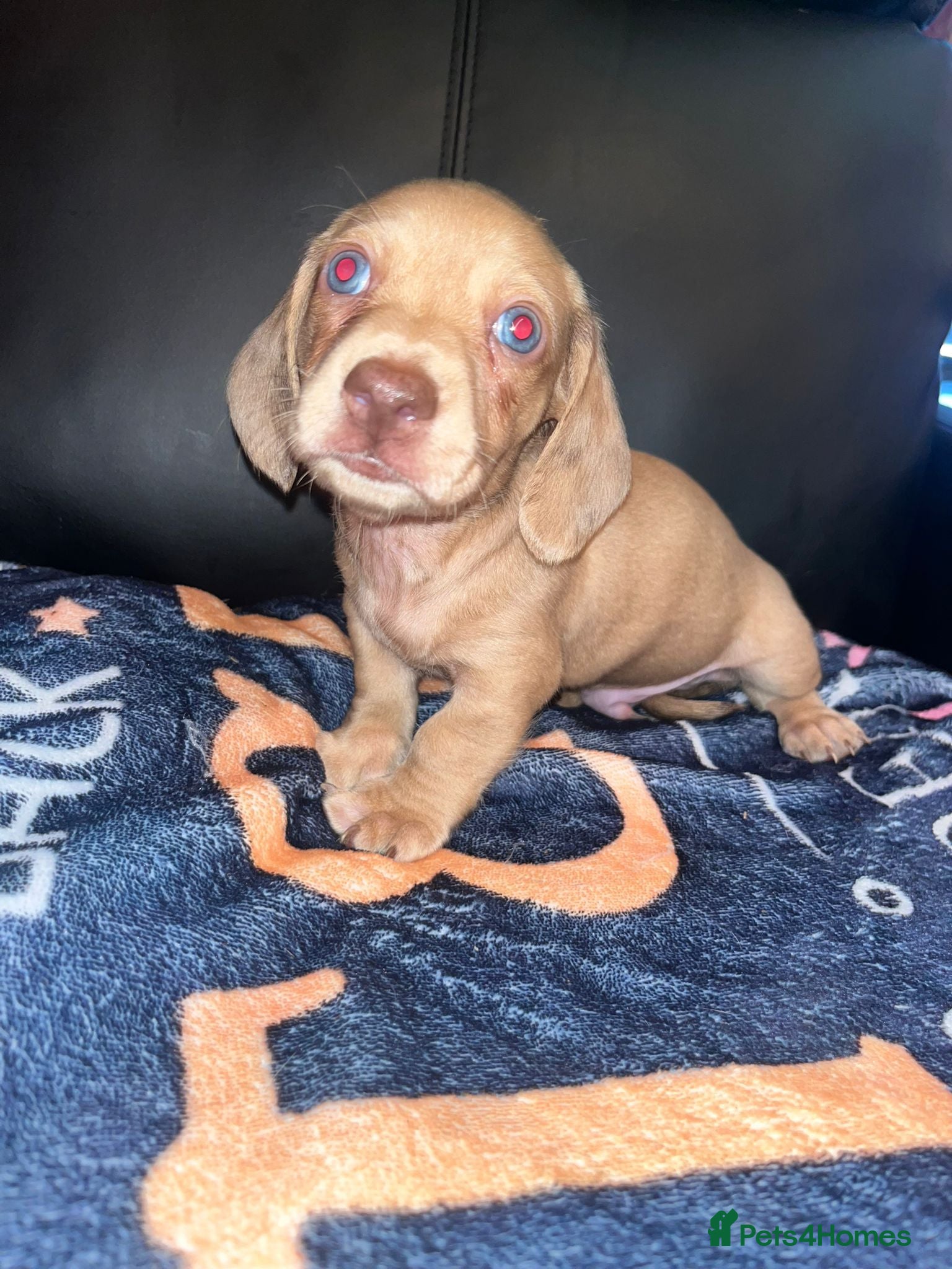 Miniature Dachshund dogs Beautiful Piebald Miniature Dachshund Puppies - Advert 6