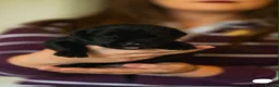Mixed Breed dogs for sale: Family-raised puppies looking for loving homes - Advert 9