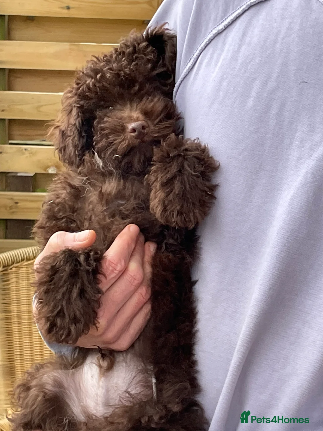 Miniature Poodle dogs for sale: Adorable Miniature Poodle puppies  - Advert 6